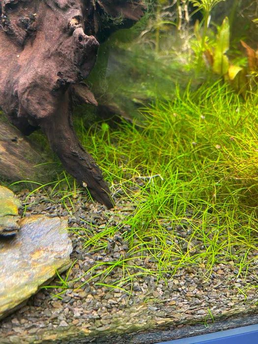 Eleocharis parvula – ponikło maleńkie