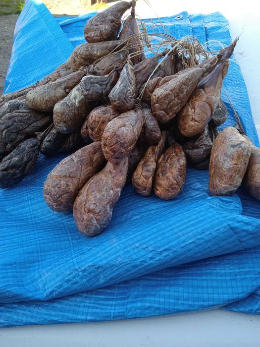 Боброва струя вялена.