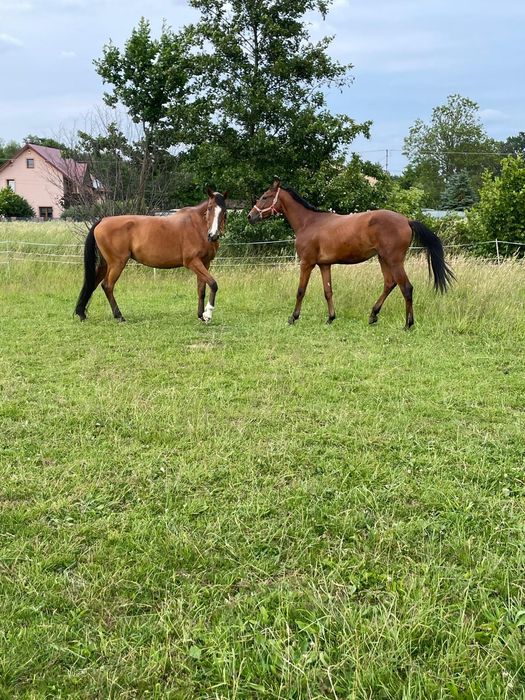 Wałach  małopolski