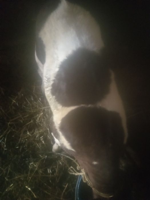 Cielęta jałówka własnego chowu