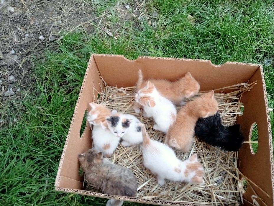 Oddam kotki w dobre ręce