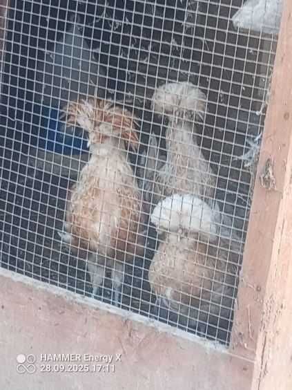 Sprzedam kury czubatki wielbłądzie