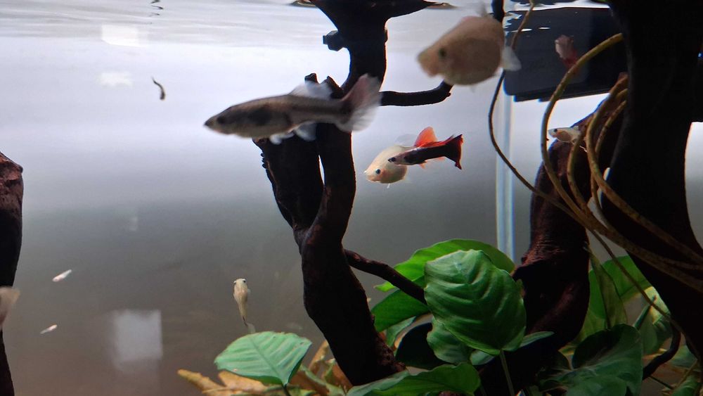 Guppy's Machos para venda