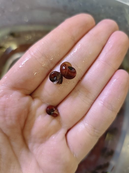 Várias plantas e caracóis de aquário