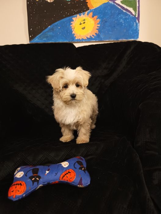 Sprzedam szczeniaka maltipoo