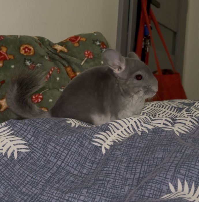 Szynszyla standart - młody samiec i samica