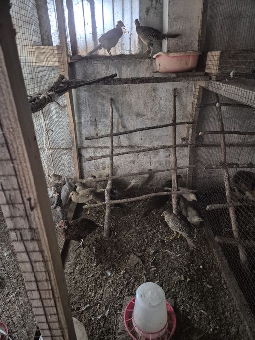 Młode bażanty z wiosny