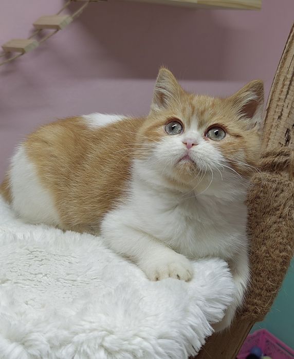 Bebê scottish straight bicolor