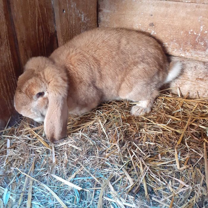 Kroliki rasa baran francuski:samce i samice!