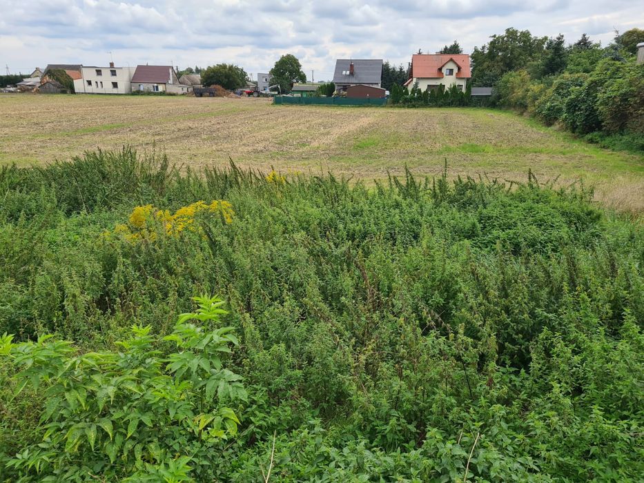 100-letni dom 70mkw, działka /siedlisko Pakosław, Lwówek, Pniewy