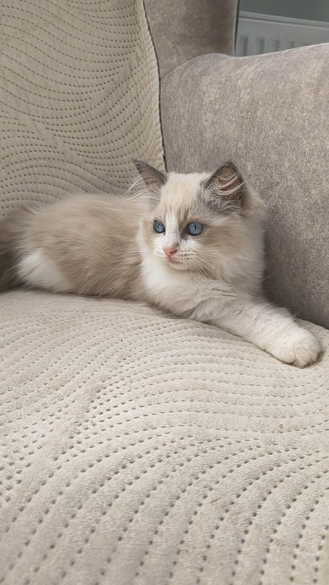 Ragdoll kotka Nikita
