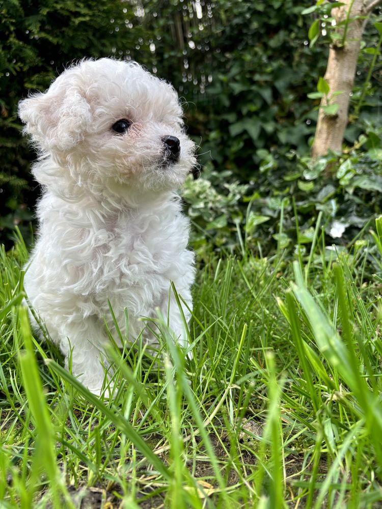 Bichon Frise / Suczka