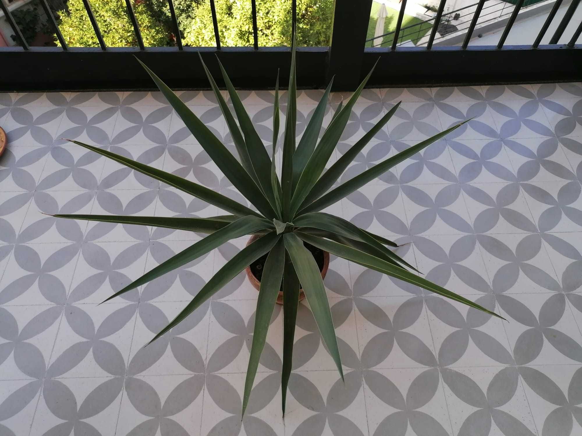 Yuca  | altura 70cm  largura 90cm