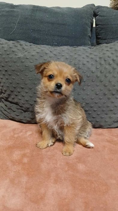 Kajtuś mikro szczeniak do adopcji