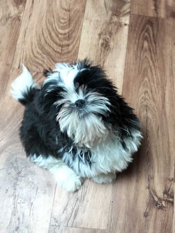 Śliczny piesek rasy Shih Tzu