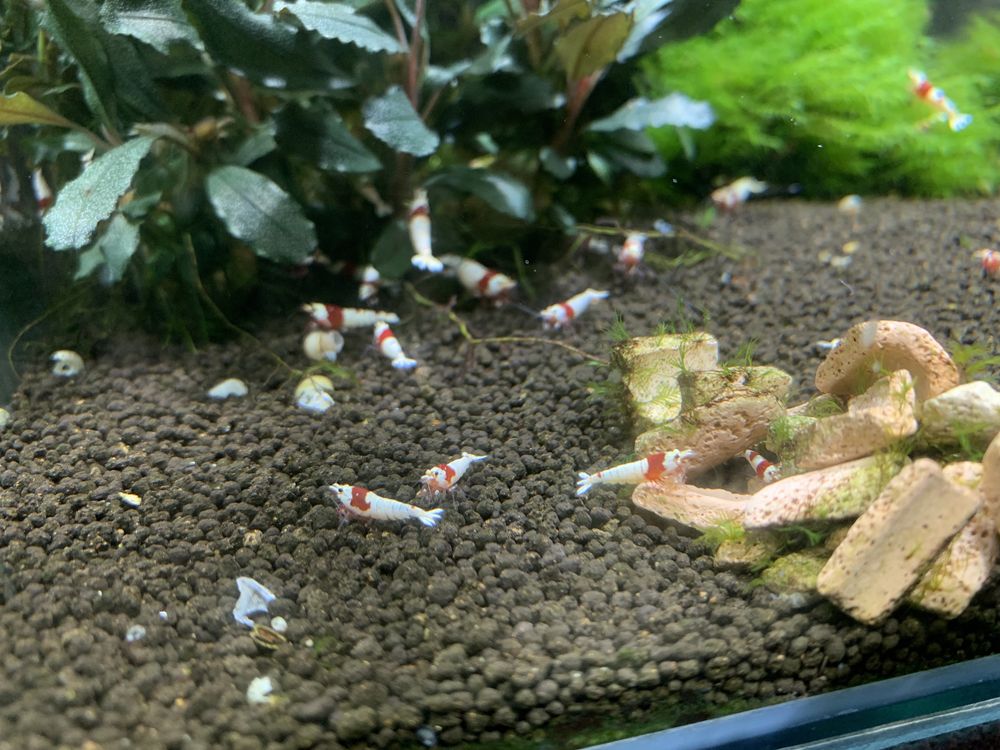 Krewetki Caridina PRL HIGH