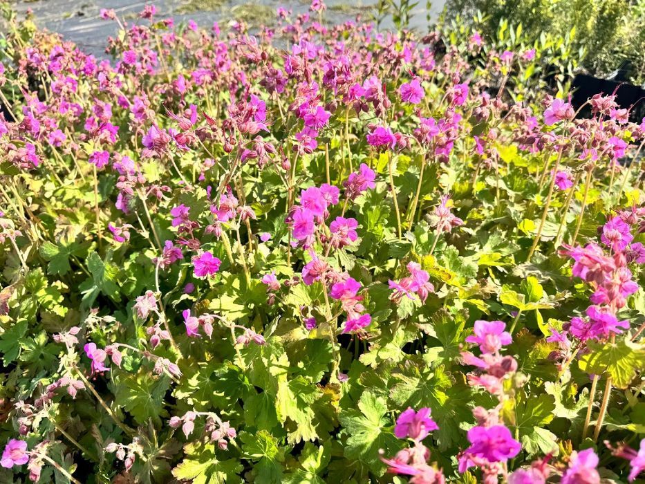 Bodziszek korzeniasty Różowy (Geranium macrorrhizum) Doniczka 2.0L
