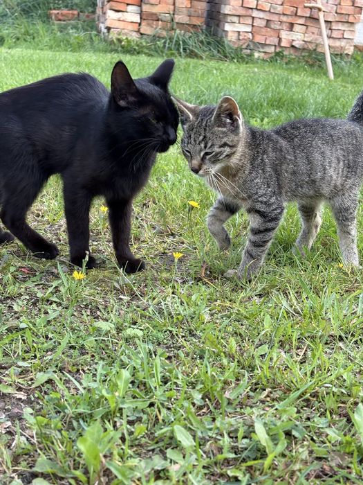 Mloda kotka szuka domu