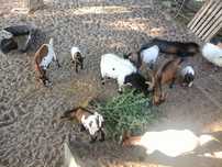 Vende-se cabras anãs