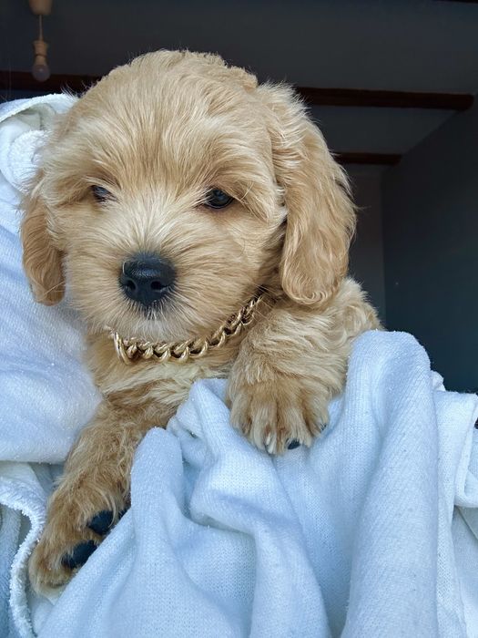 Maltipoo śliczny chłopiec