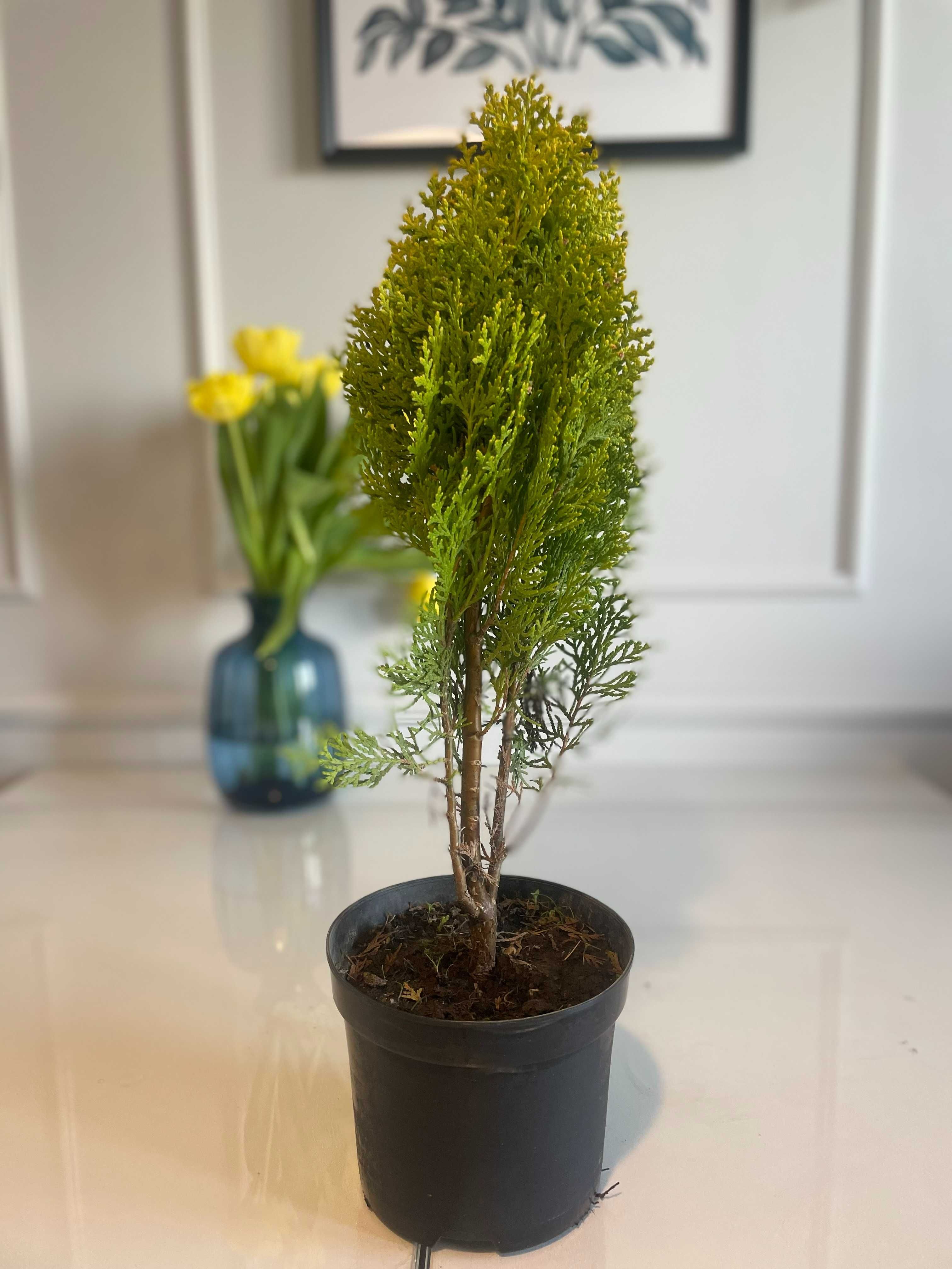 Tuja Aurea Nana 35-50cm PRODUCENT z dowozem