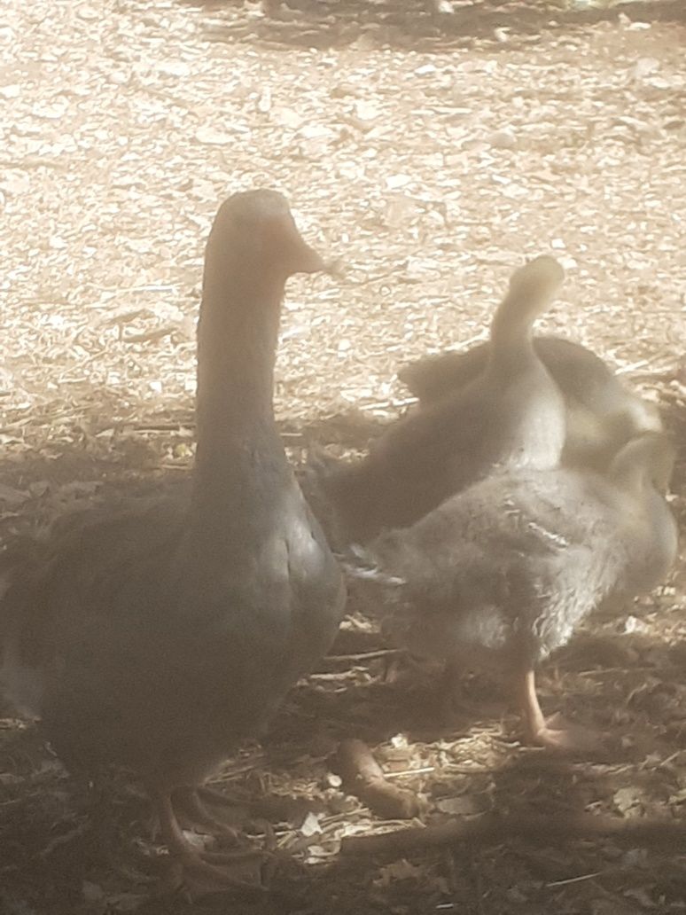 Patos gansos de Toulouse com serca dois meses