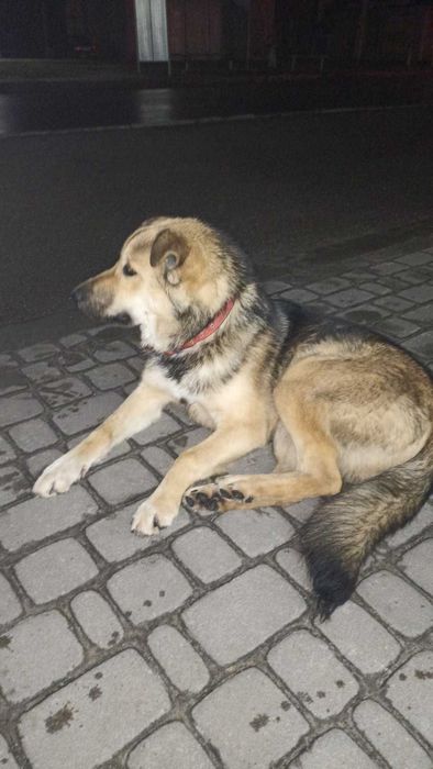 Тоша дуже потребує свій дім!