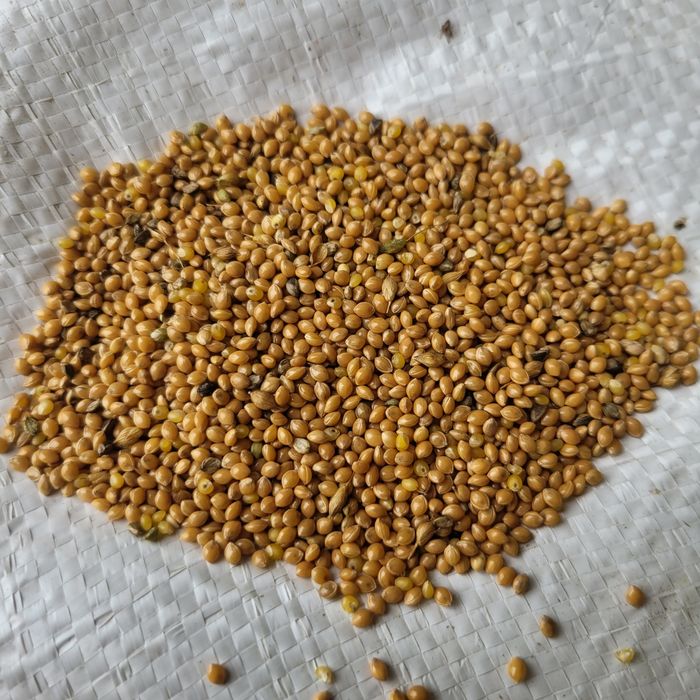 Proso czyszczone 25 kg zbiór 2025r