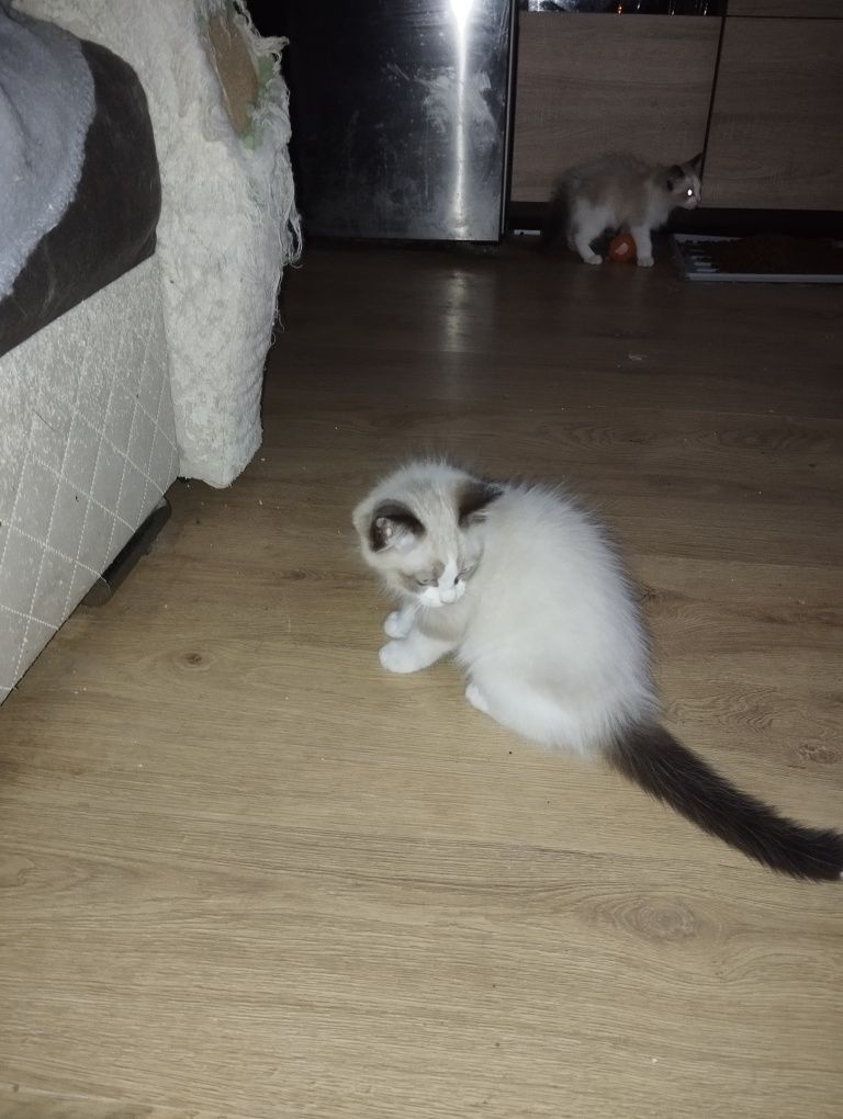 Sprzedam kocurka rasy Ragdoll