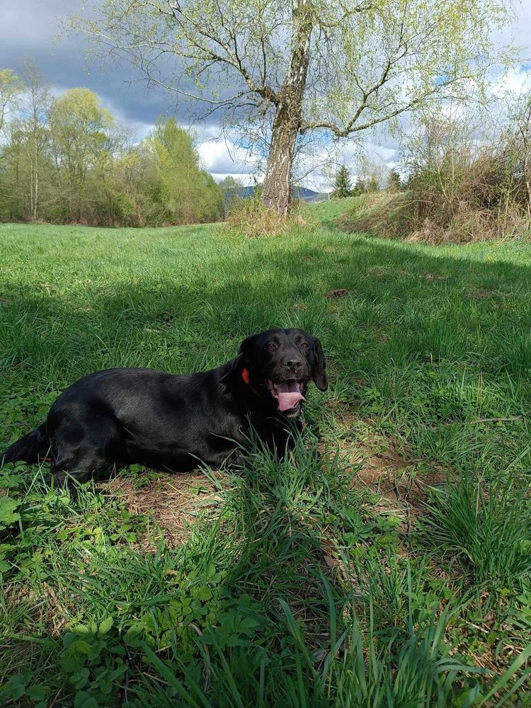 Młoda sunia w typie labradora do adopcji