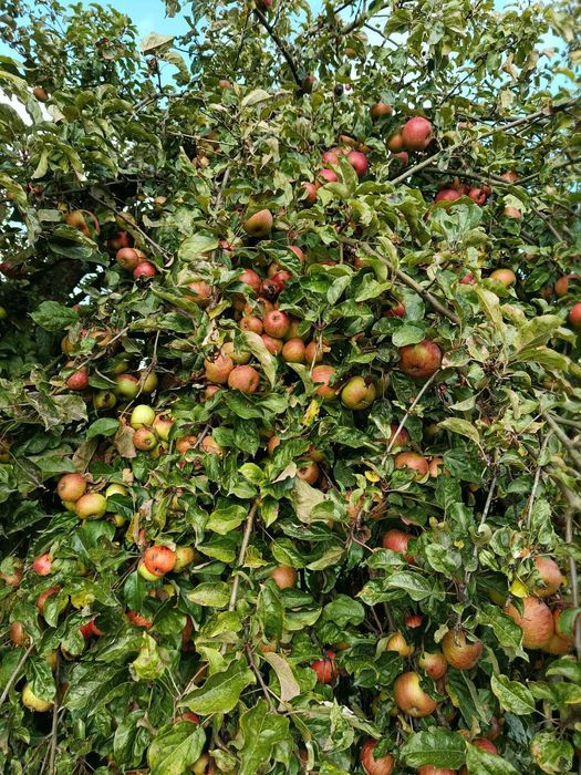 Sad u Bartka zaprasza po pyszne jabłka Koksa Pomarańczowa