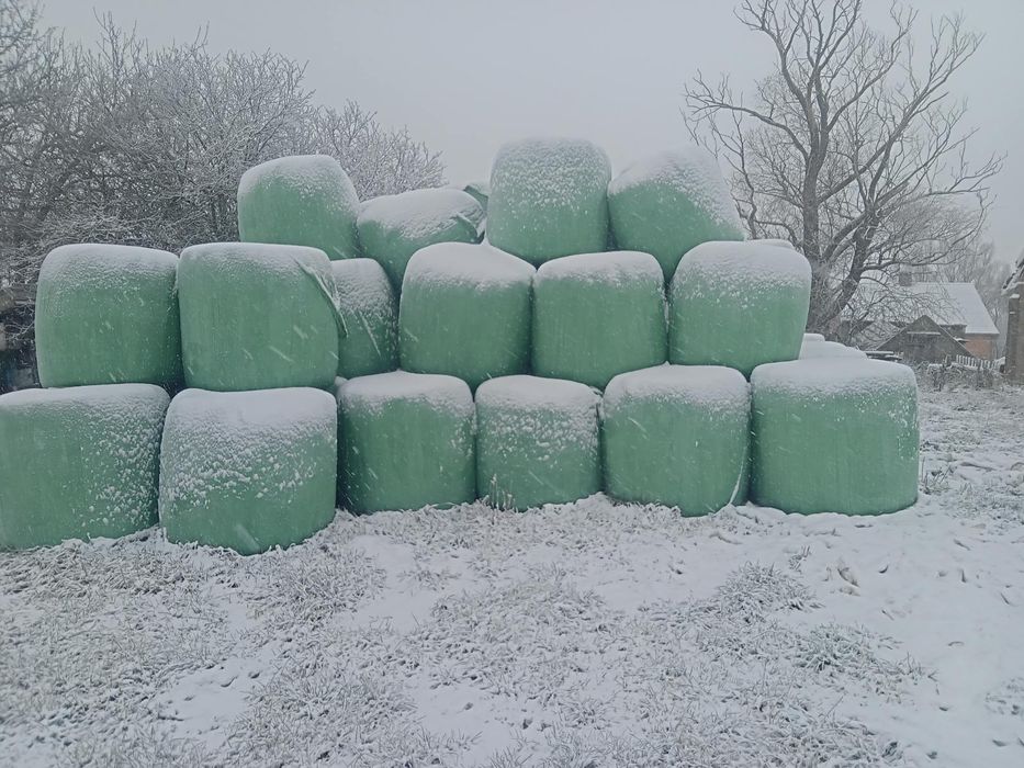 Sianokiszonka, bele sianokiszonki, siano