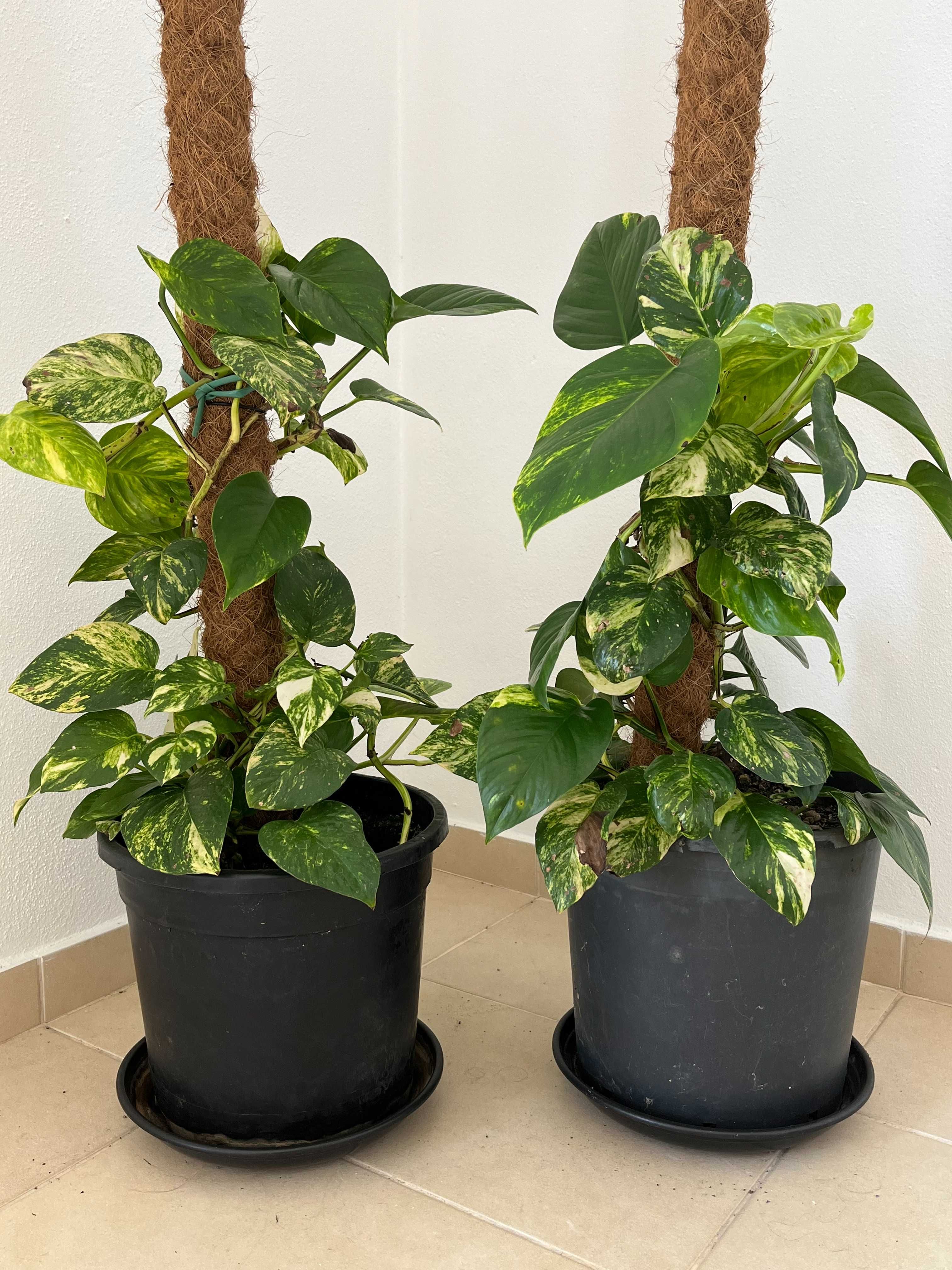 Oportunidade: Plantas Naturais de Interior , tamanho Grande!