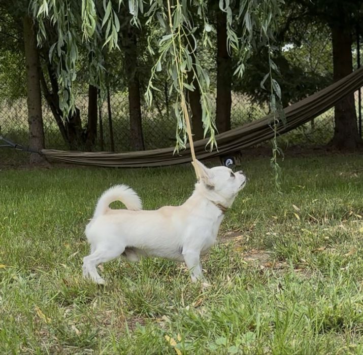 Chihuahua krótkowłosy