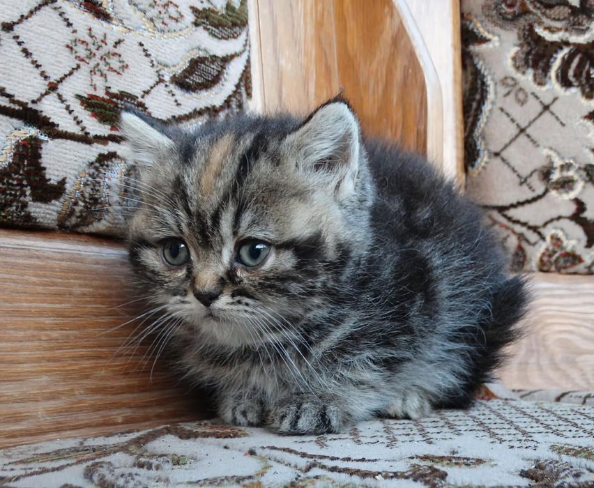 Kot, Kotka szkocka złoto czkoladowa tabby