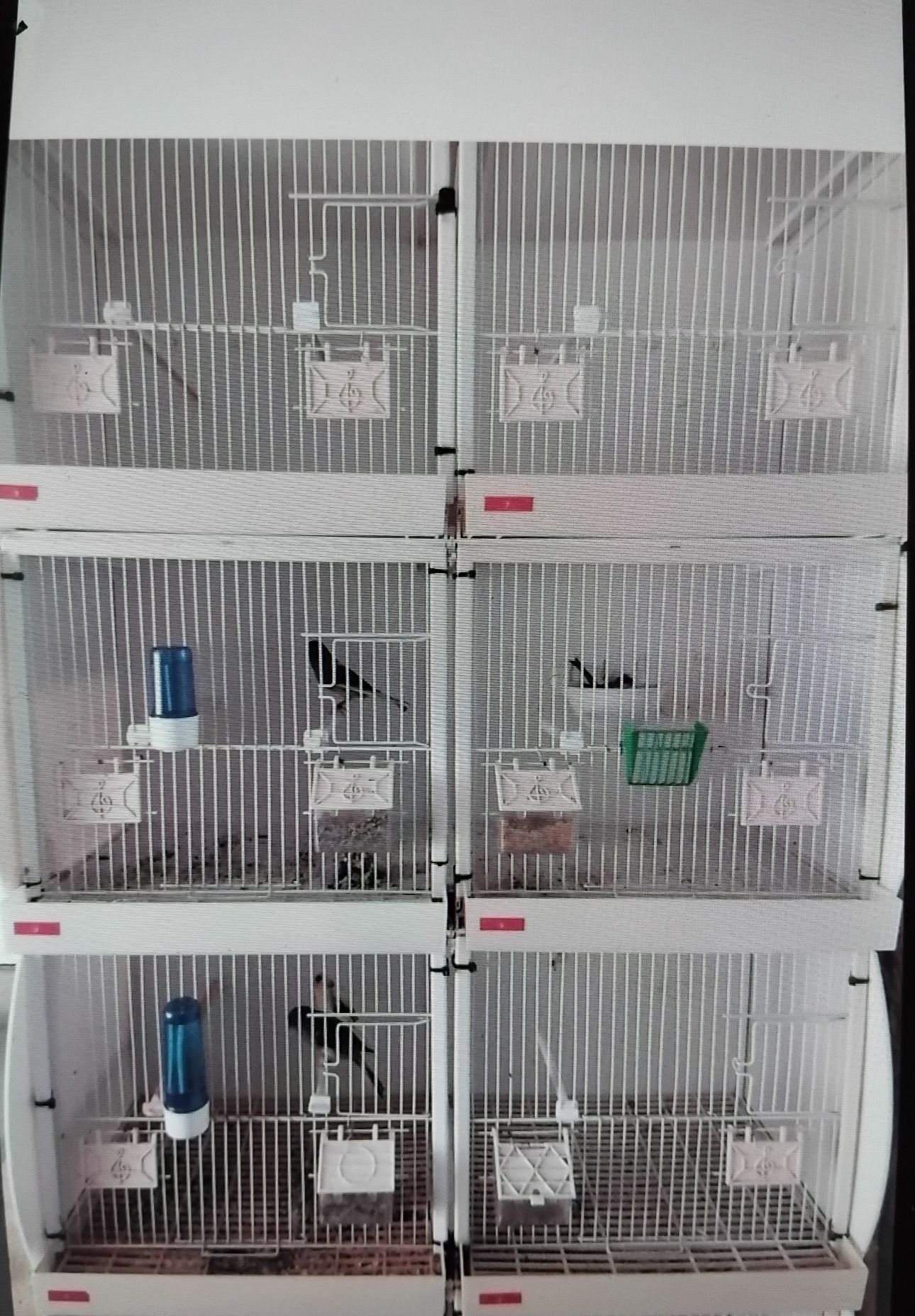 Viveiros criação