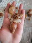 Ślimaki afrykańskie Achatina albino około 5 cm skorupka