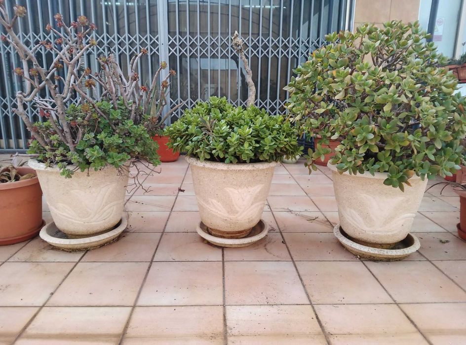 Vaso de granito (3 unidades) com planta