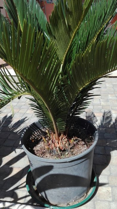 Ciccas revolutas Ornamentais