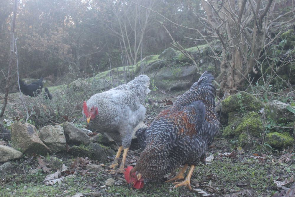 Galos jovens e lindos