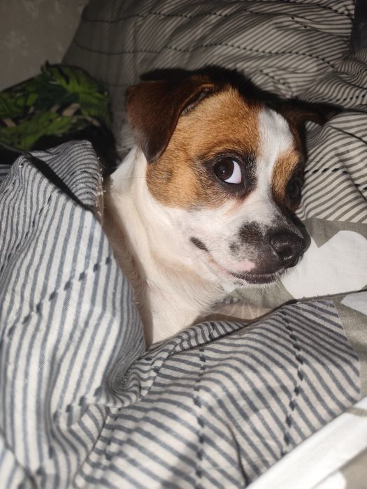 Oddam za darmo pieska