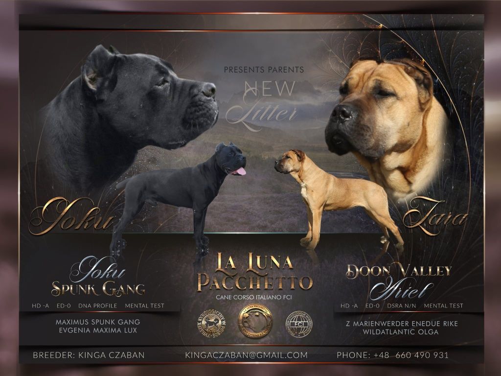 Cane Corso Italiano suczka ZKwP