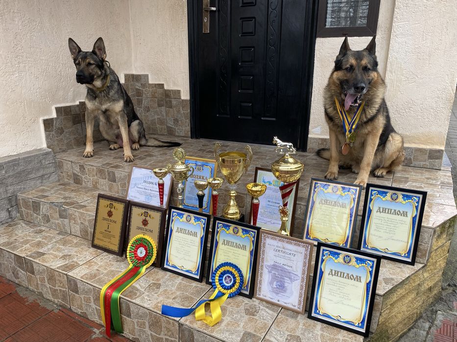 Цуценята німецької вівчарки