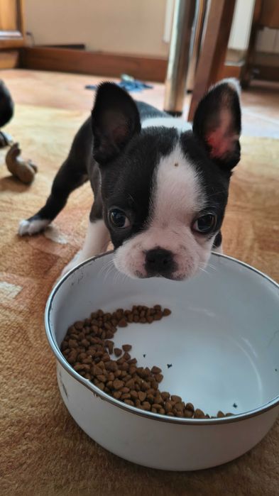 Boston Terrier Piesek