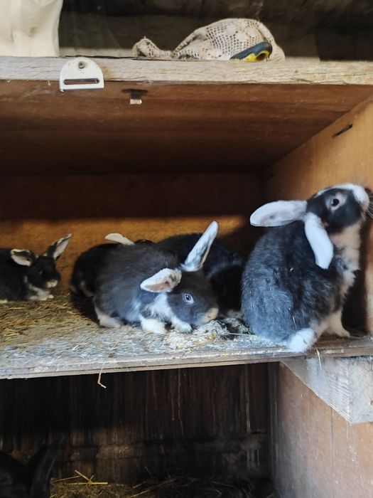 Продам кролики 2місячні.