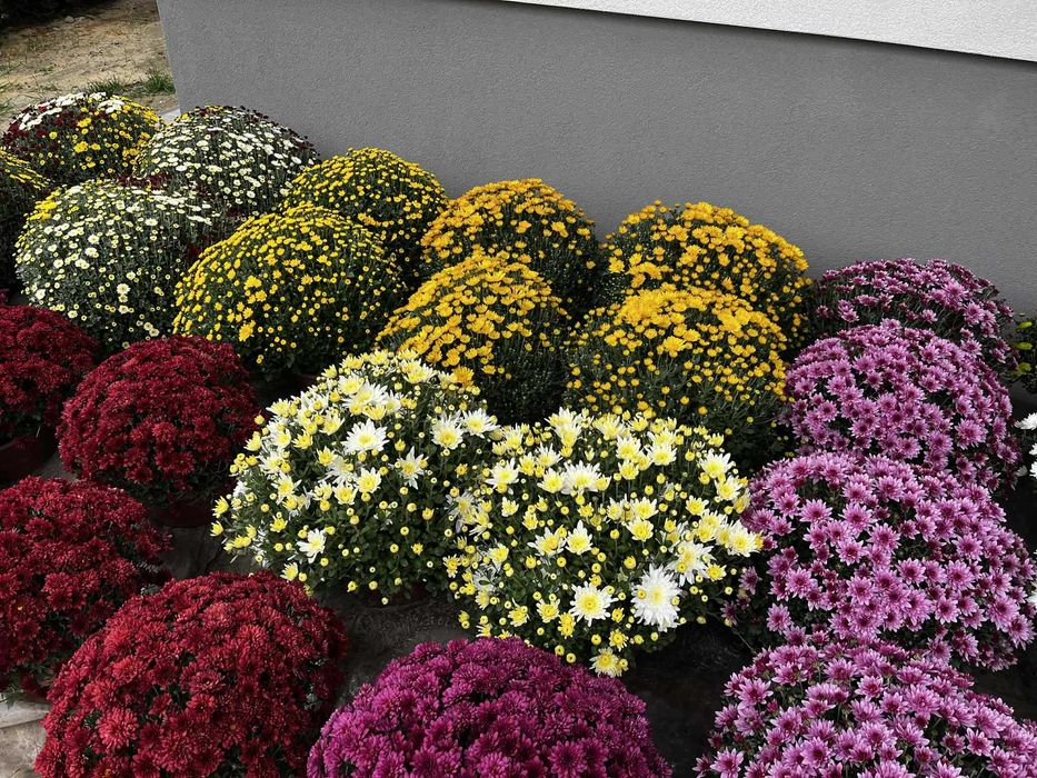 Chryzantemy drobnokwiatowe kopki