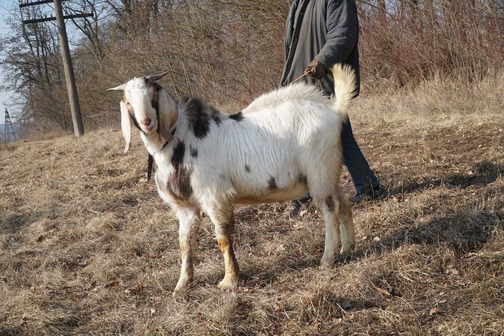 Кози  Цап Козлик парування, в'язка