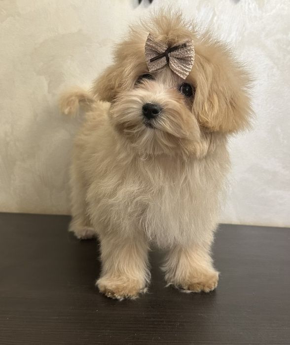 3 міні дівчинки мальтипу ф1, maltipoo f1