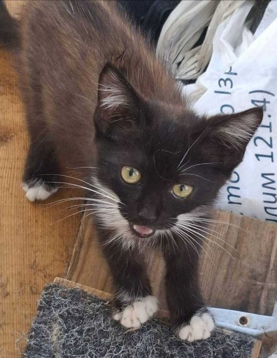 Котенок Феликс, возраст около 2, 5 месяца, ищет дом!