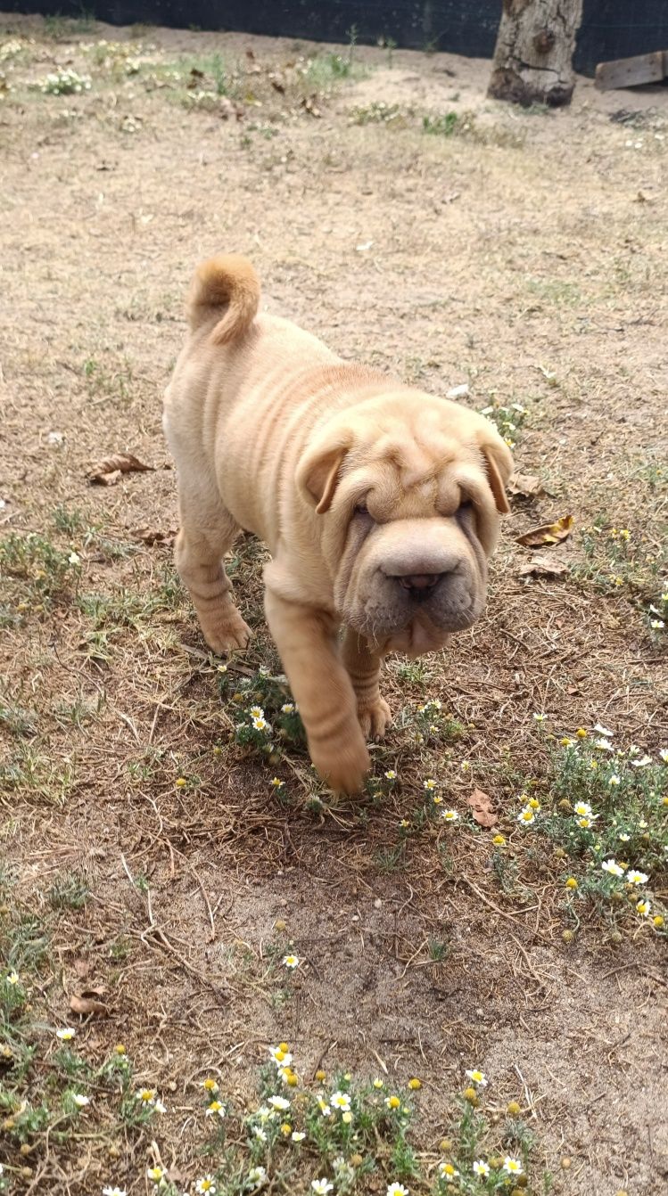 Shar pei bebe macho... Sharpei